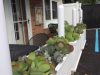 succulents