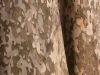 trees