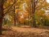trees