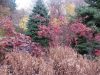 trees